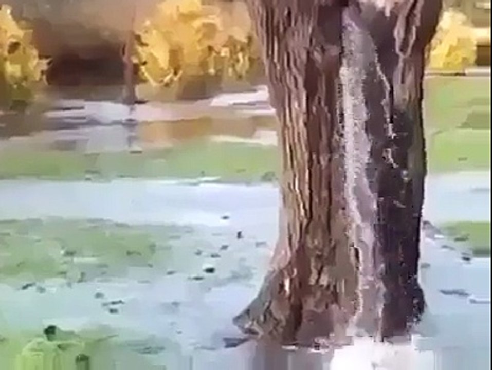 plz watch n share اللہ اکبر ۔۔۔۔۔درخت میں چشمہ اللہ اکبر