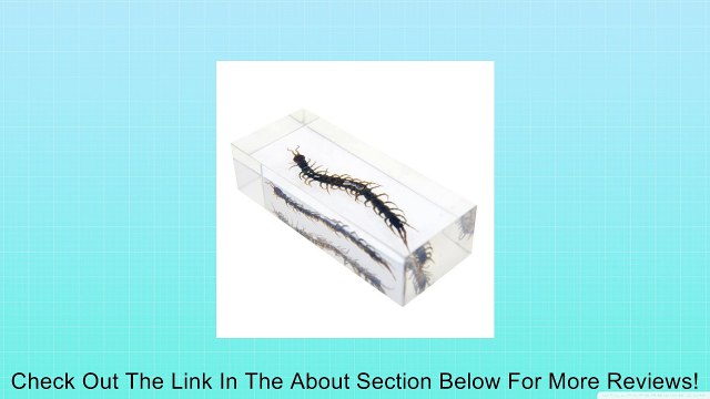 6 Real Bugs Insect Paperweight Specimens Collection Review