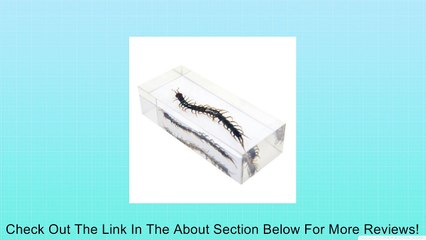 6 Real Bugs Insect Paperweight Specimens Collection Review