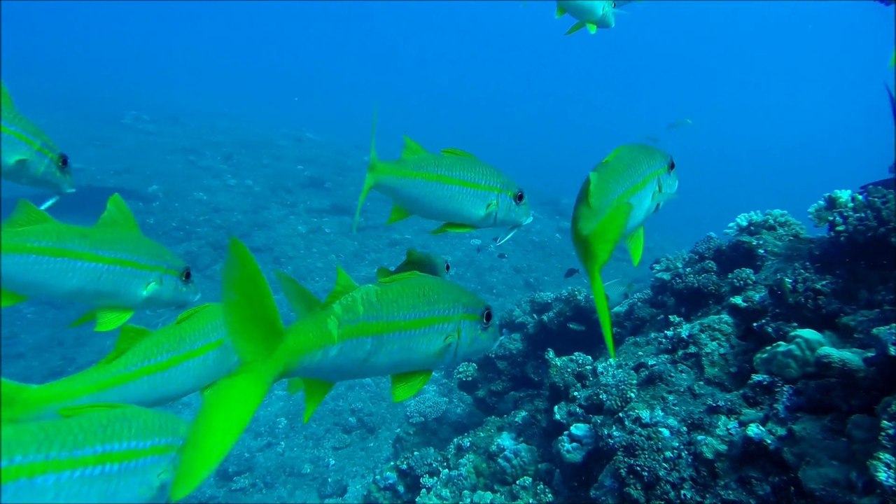 La Réunion Plongées des Cachalots spots de La Pierre du Préfet et La Tour de Boucan - Février 2015