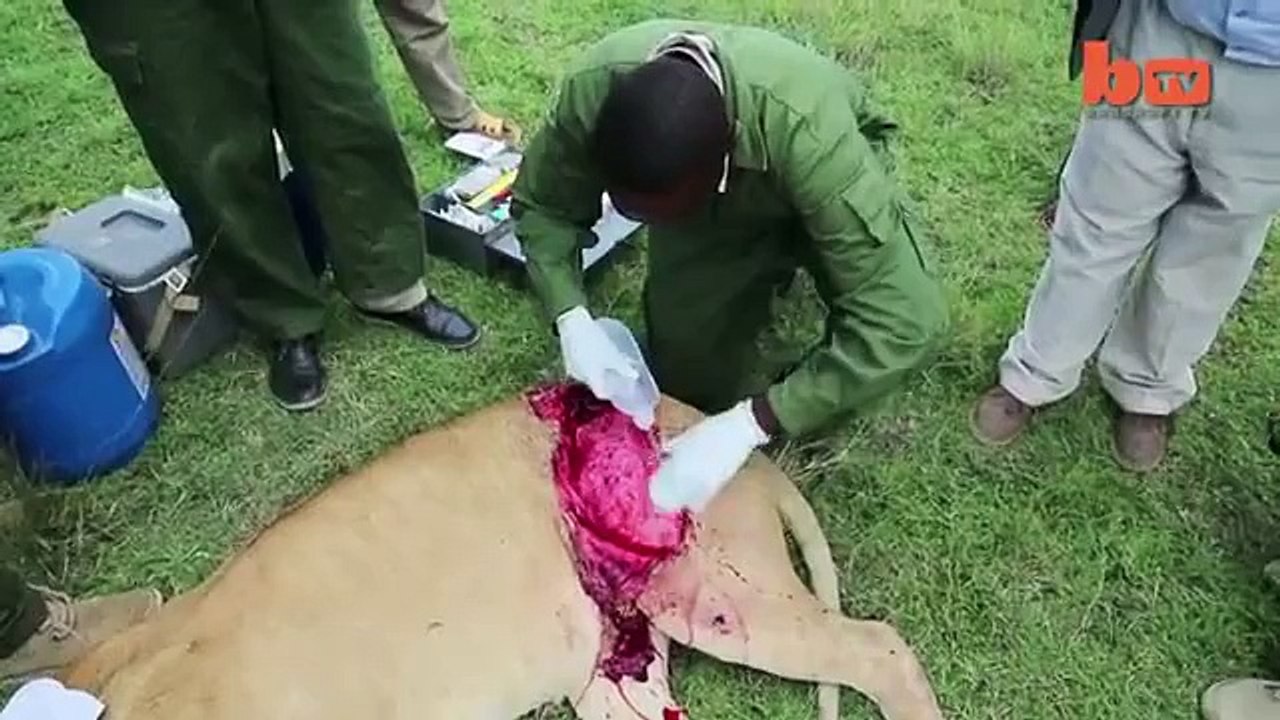 injured lion medical treatment