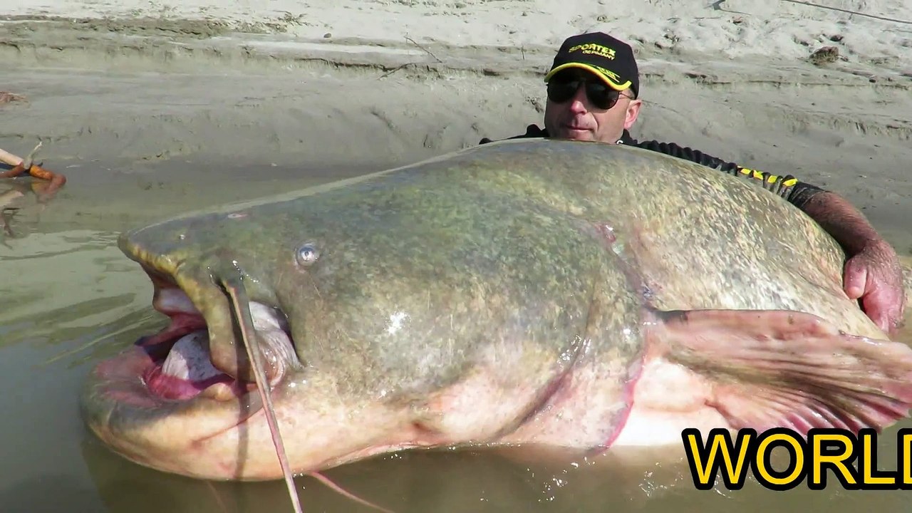 WORLD RECORD SILURO SPINNING DINO FERRARI