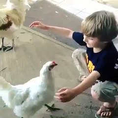 Animals Love kids Great Fun with Hen Wow