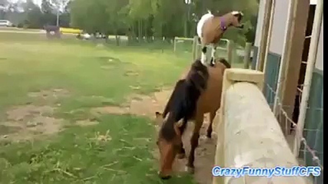 a goat and horse friendship must watch n share