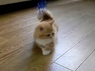Fluffy Kitten Does Not Know What To Do