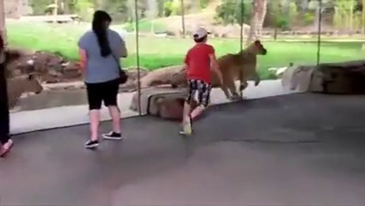 Lion Whisperer   It s Funny