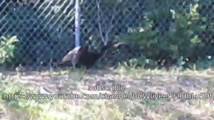 Florida Duck Hunting | Ep.2 | Sun Kissed