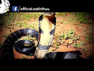 PEOPLIVE SHOCKING COBRAS