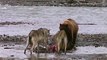 Grizzly Bear VS 4 Wolves : violent fight for a meal