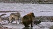 Ours VS Loups : un grizzly attaque 4 loups pour un repas!