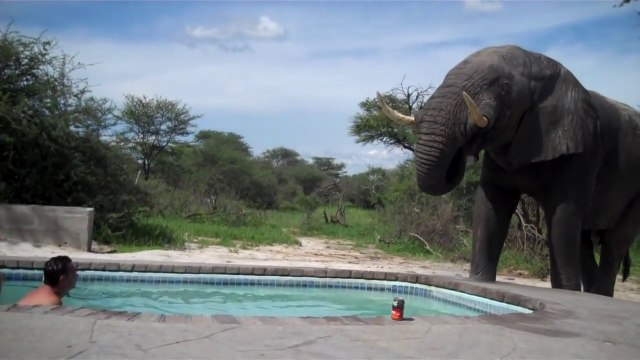 Elephant drinking in a pool while owner is swimming... a little scary!