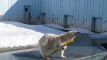 This cute Polar Bear is a real little dog!