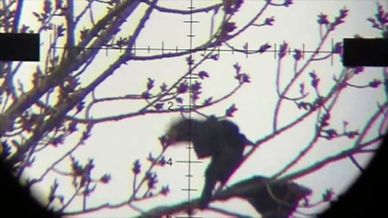 Air Rifle Hunting - Magpies Pest Control video 4 /2014