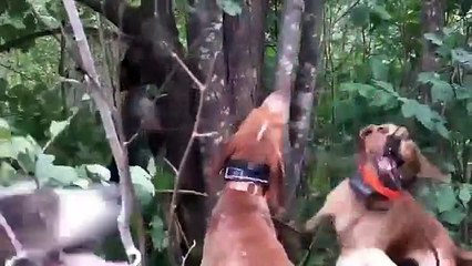 WV Bear Hunting with Hounds- Jumping Bear