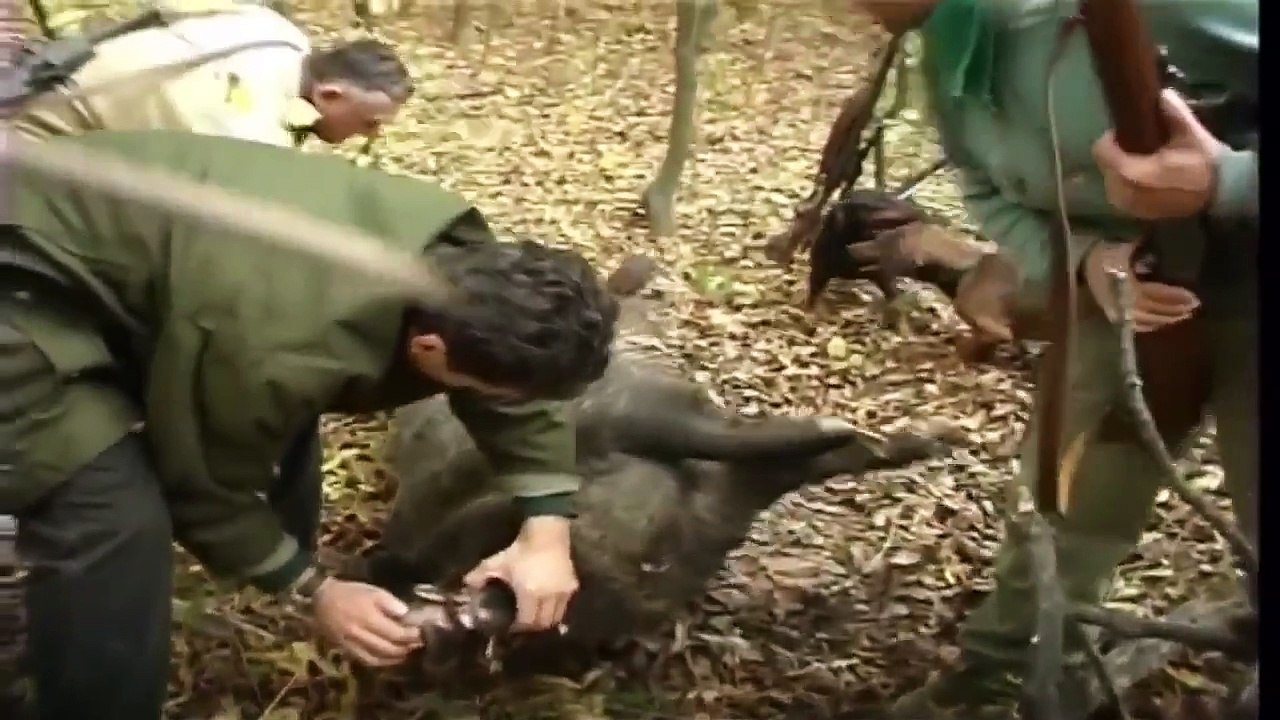 MEDAL CLASS CZECH WILD BOAR HUNT