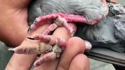 great dane ammanivasa