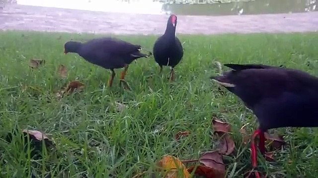 Birds care about each other