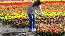 Travel in Europe. Tulip fields in Holland near Keukenhof Gardens, Netherlands..