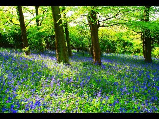 yuri - maldita primavera