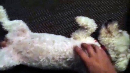 2 week pregnant bichon frise belly