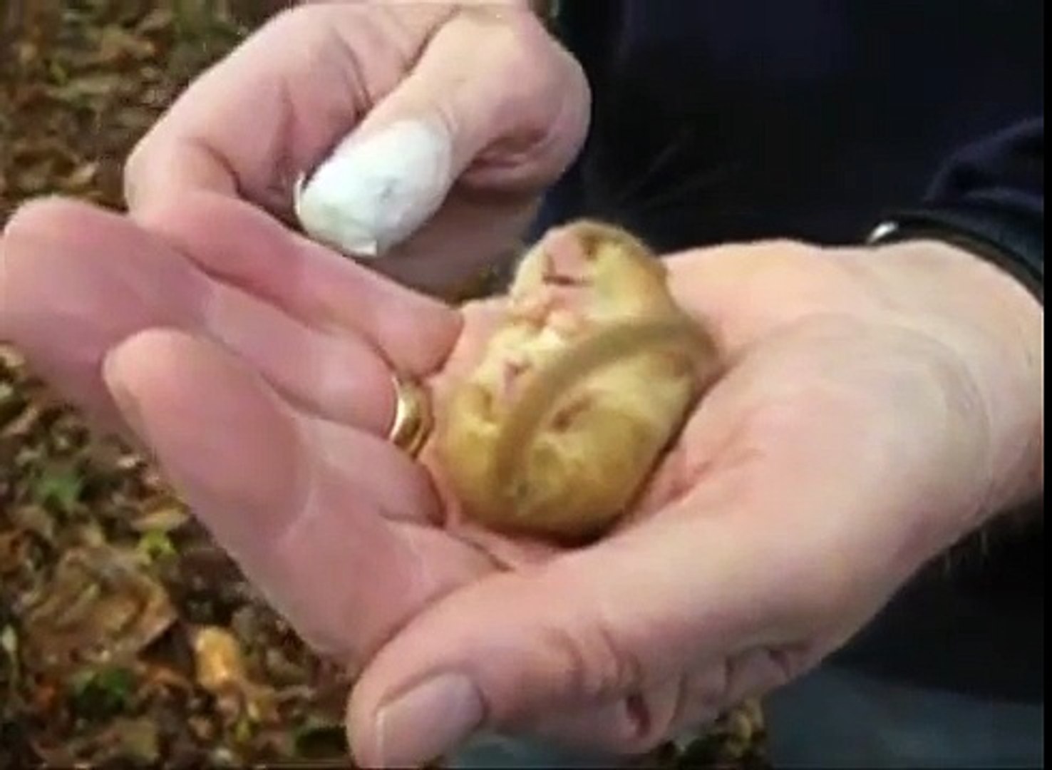 Un Loir Ronfle Pendant Son Hibernation Video Dailymotion