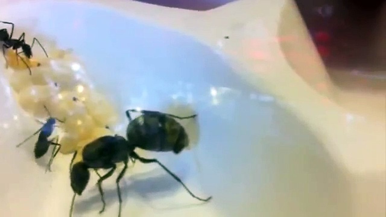 ant laying egg