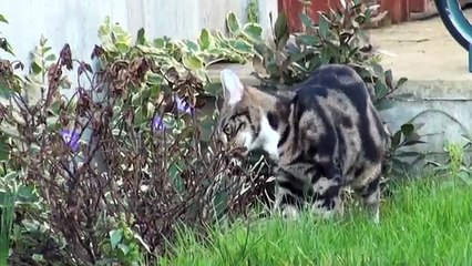 cat giving birth to 6 babies