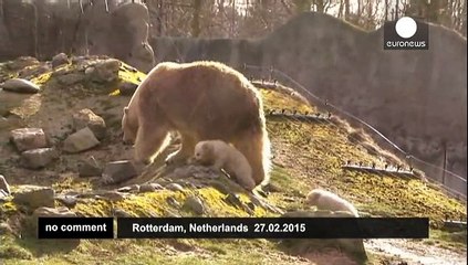 Adorable polar bear cubs enjoy their first trip outside