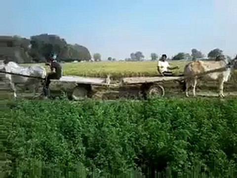 VID-20150226-WA0037.3gp