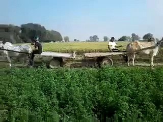 VID-20150226-WA0037.3gp