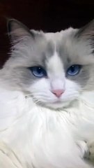 Un chat se brosse les dents