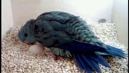 parrot laying egg