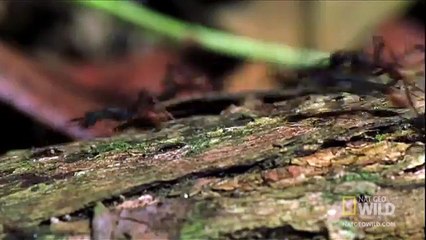 world s deadiest ant army eating alive animal