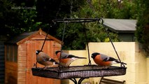 Rainy Day Birds - Bullfinch, Blackcap, Goldfinch, Chaffinch and Blue Tit