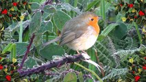 Winter Chimes by The Christmas Robin