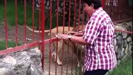 Lion Hugs and Kisses A Woman Who Rescued Him