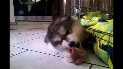 Mini balayette en plein repas :)