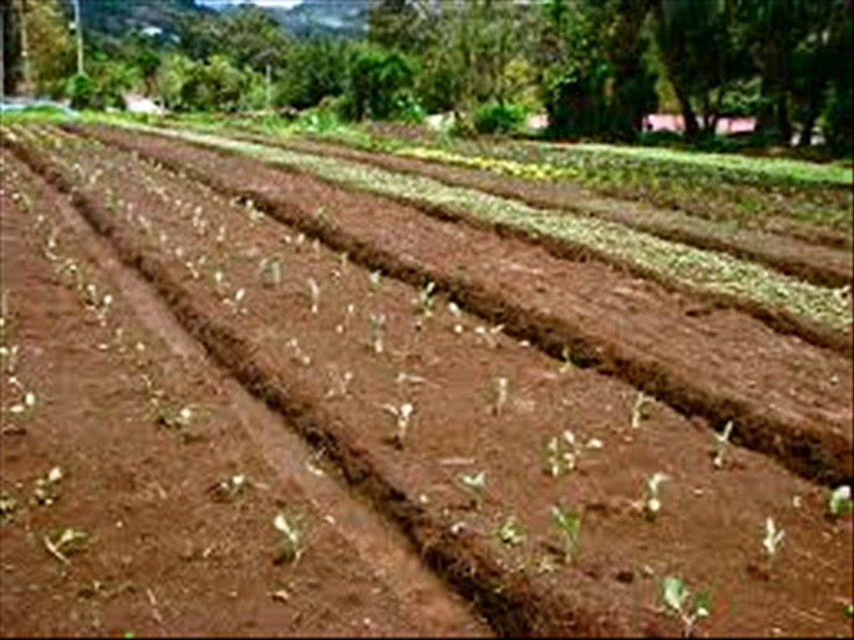 Kitchen Gardening Sabzian uganay k tareeqay  by  Dr. Ashraf Sahibzada​   28.2.2015
