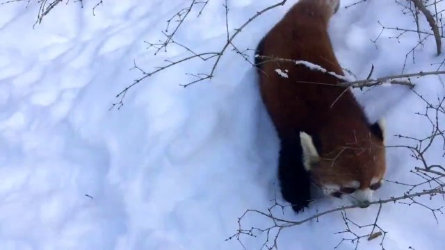 Cute Red Panda Having Fun in Snow ! - Малая Панда Играется в Снегу!