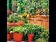Pots /gamlay / containers  Kitchen Gardening by Dr.Ashraf Sahibzada