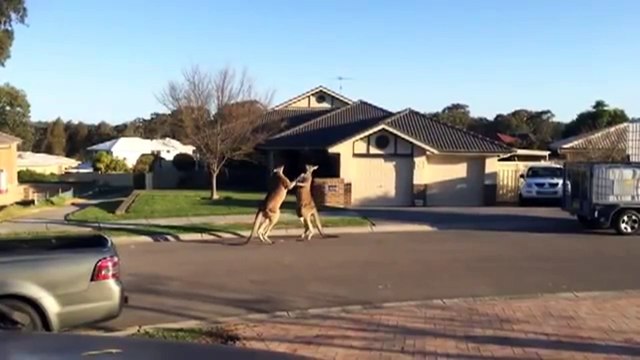 Kangaroo Street Fight in Australia - Кенгуру в уличных боях в Австралии !