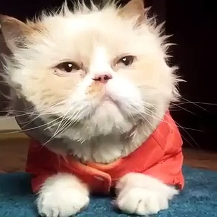 Michael Jackson cat is the best cat
