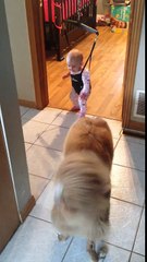 Dog teaching baby to jump