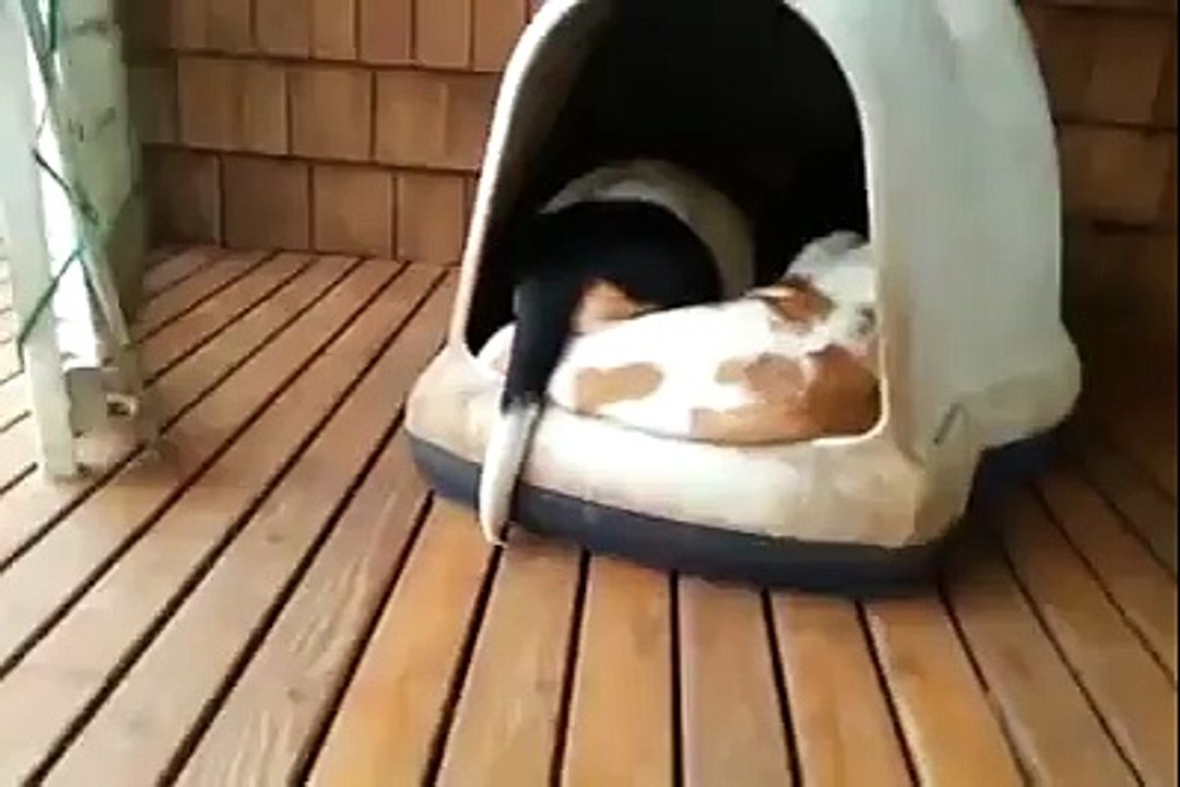 How Many in there?