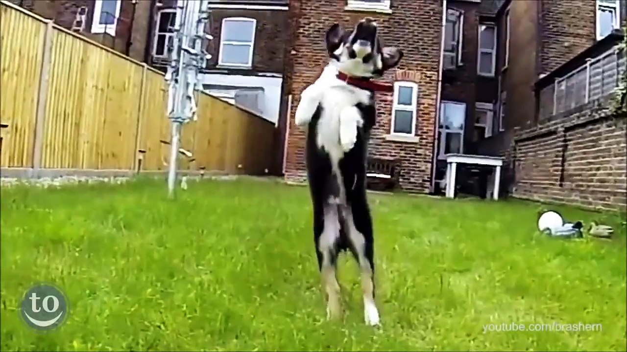 Puppy Catching Fails