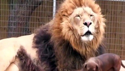 A nice relationship between dog and lion