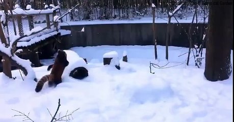Red Pandas + Raccoon!