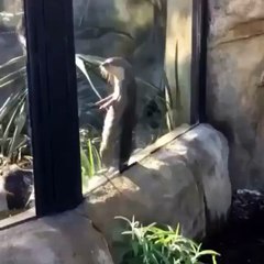 Sea Otter Owning All