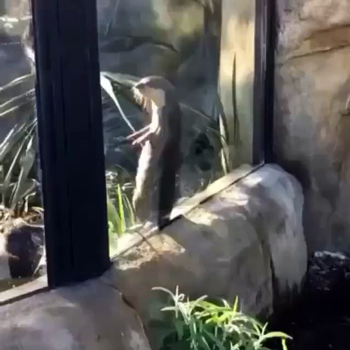 Sea Otter Owning All