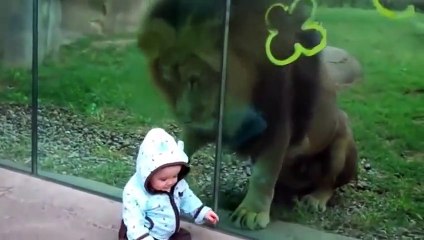 Hungry Lion behind the glass try to get the baby